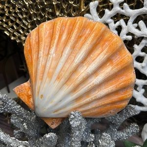 XL Real Double Closed Polished Lion Paws Shell White Coral Purple Beach Coastal